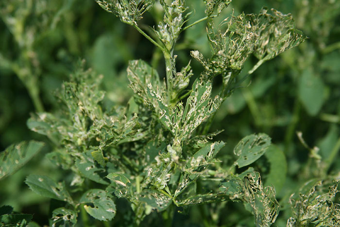 خسارت سرخرطومی یونجه